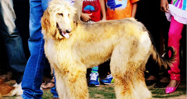 Dog,Mammal,Vertebrate,Canidae,Dog breed,Conformation show,Carnivore,Afghan hound,Companion dog,Sporting Group