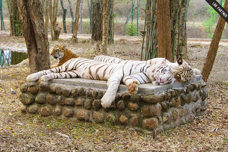 Tiger,Bengal tiger,Terrestrial animal,Felidae,Siberian tiger,Wildlife,Zoo,Big cats,Tree,Carnivore