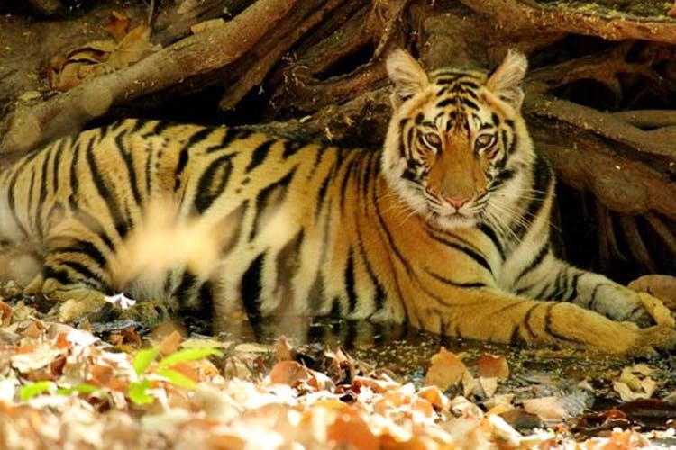 Tiger,Wildlife,Vertebrate,Bengal tiger,Terrestrial animal,Mammal,Siberian tiger,Felidae,Whiskers,Carnivore