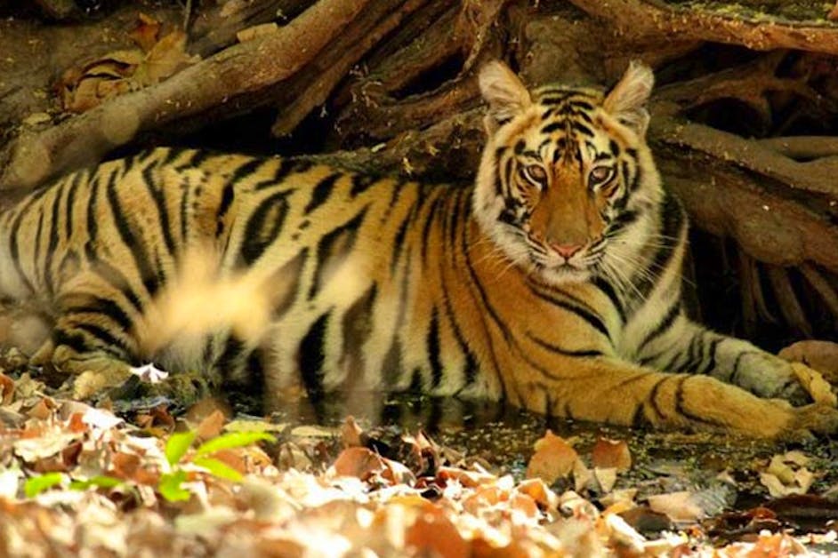 Facts about Bengal Tigers you might not know - Bandhavgarh National Park