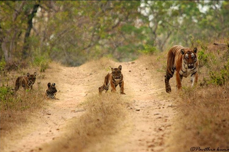 Wildlife,Bengal tiger,Terrestrial animal,Felidae,Big cats,Tiger,Lycaon pictus,Carnivore,Lion,Adaptation