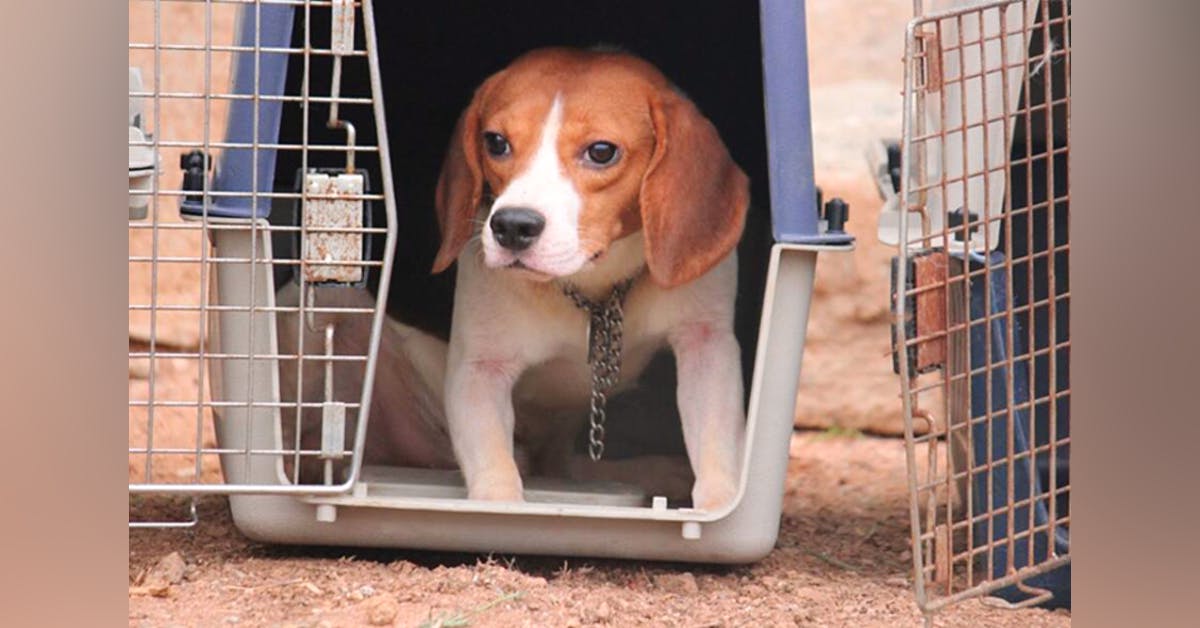 Beagles Rescued From Testing Lab Up For Adoption