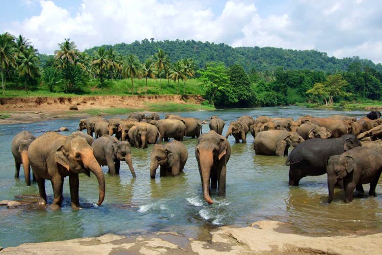 Elephant,Elephants and Mammoths,Herd,Indian elephant,Terrestrial animal,Wildlife,Nature reserve,African elephant,Working animal,National park