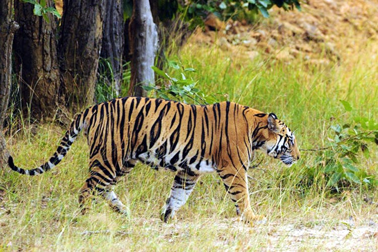 Where To Spot Tigers At Wildlife Parks India | Little Black Book, Bangalore