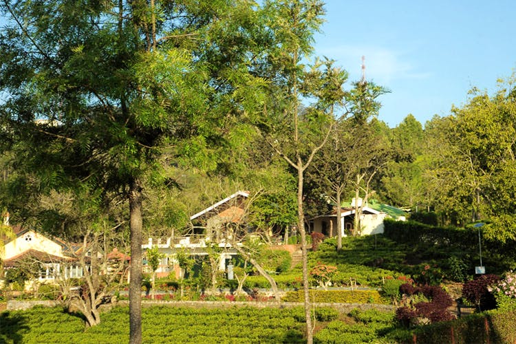 Tree,House,Botany,Home,Real estate,Rural area,Grass,Jungle,Cottage,Landscape