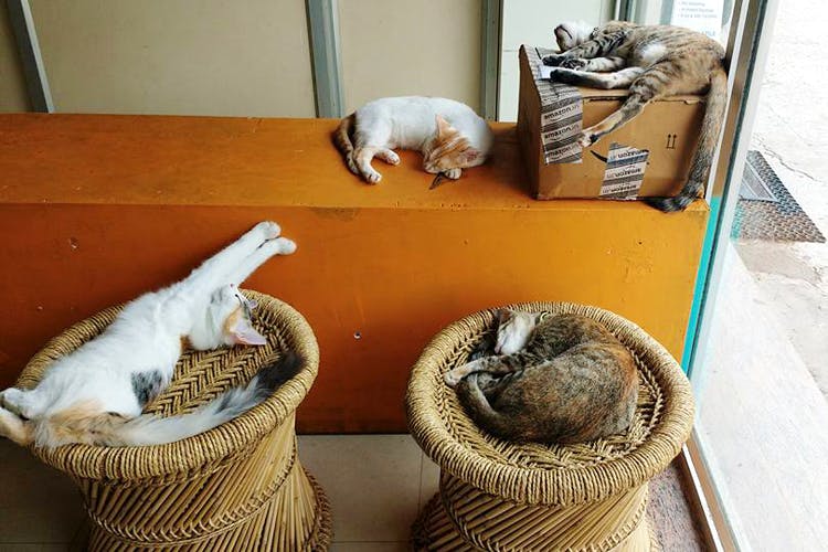 Cat,Felidae,Room,Small to medium-sized cats,Degu