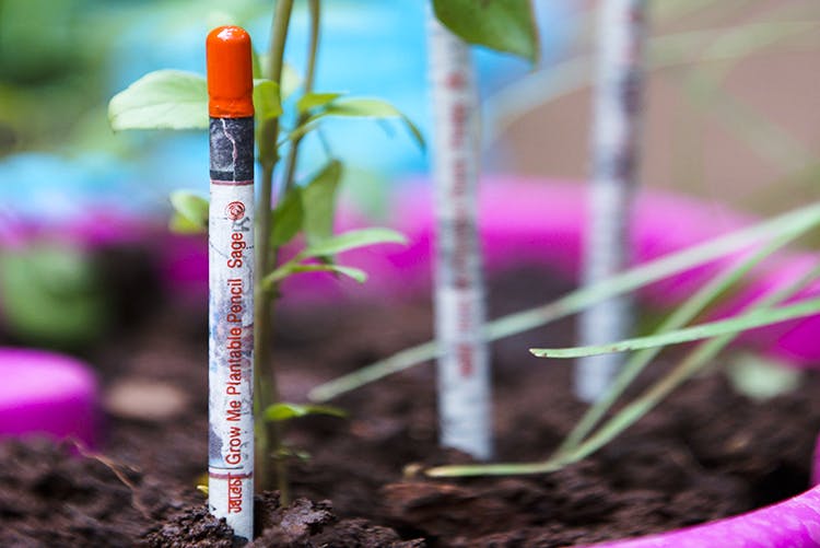 Pink,Soil,Plant,Plant stem