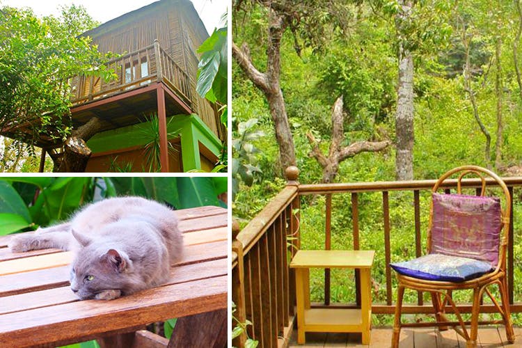 Backyard,Deck,House,Tree,Room,Cat,Home,Furniture,Cottage