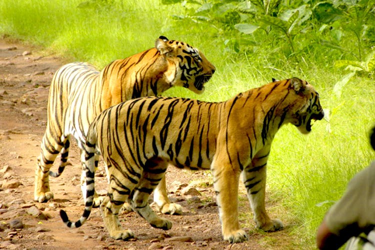 Tiger,Wildlife,Terrestrial animal,Mammal,Vertebrate,Bengal tiger,Siberian tiger,Felidae,Carnivore,Nature reserve
