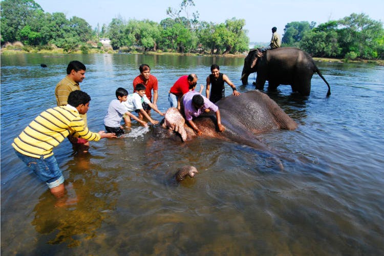 Elephant,Elephants and Mammoths,Indian elephant,Water,Mahout,Working animal,Fun,Adaptation,Recreation,Watercourse