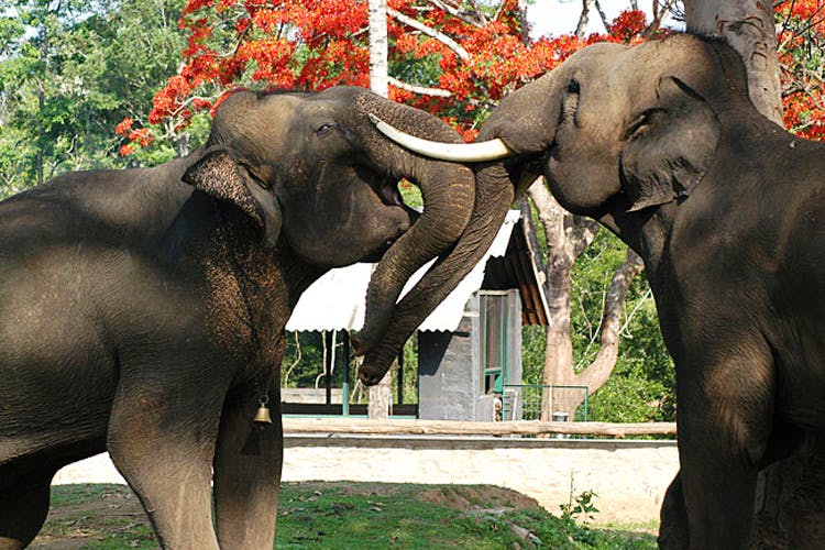 Elephant,Elephants and Mammoths,Indian elephant,Vertebrate,Terrestrial animal,Mammal,Wildlife,African elephant,Snout,Zoo