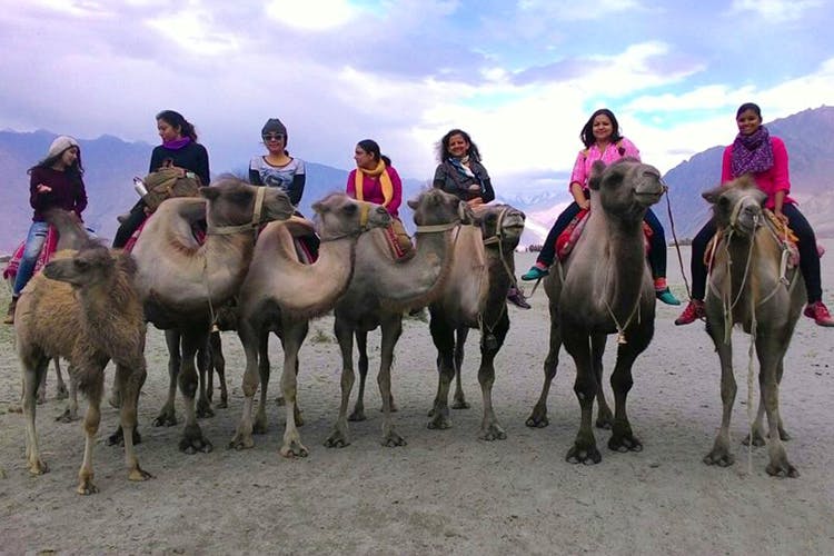 Camel,Mammal,Vertebrate,Camelid,Herd,Arabian camel,Mode of transport,Ecoregion,Horse,Pack animal