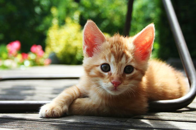 Cat,Mammal,Vertebrate,Small to medium-sized cats,Whiskers,Felidae,Kitten,Carnivore,Aegean cat,Tabby cat