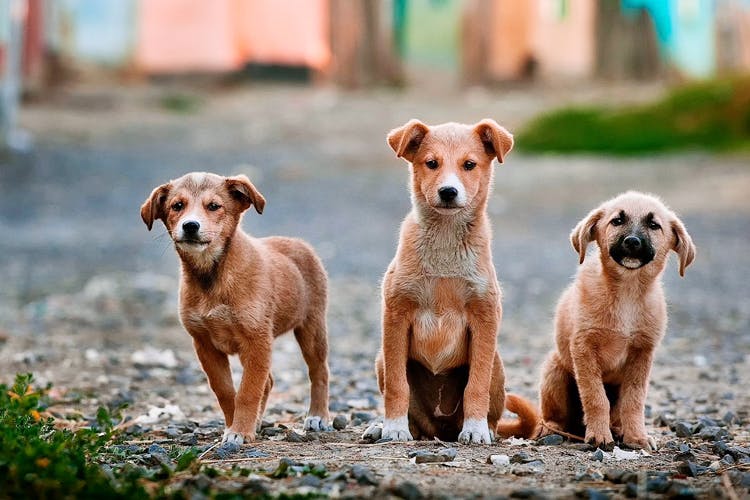 Dog,Mammal,Vertebrate,Dog breed,Canidae,Carnivore,Street dog,Companion dog,Snout,Sporting Group