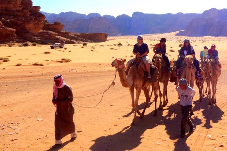 Camel,Arabian camel,Camelid,Desert,Rein,Natural environment,Pack animal,Wadi,Sahara,Landscape