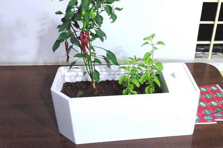 Flowerpot,Houseplant,Plant,Flower,Herb,Flowering plant,Vegetable,Perennial plant
