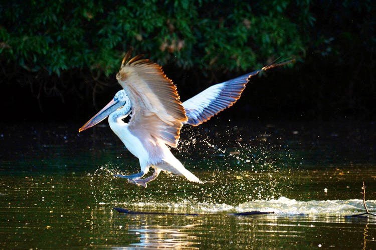 Bird,Pelican,Beak,Wildlife,Wing,Water,Seabird,Pelecaniformes,White Pelican,Water bird