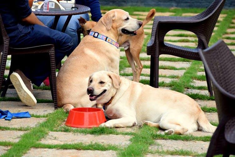 The store dog cafe