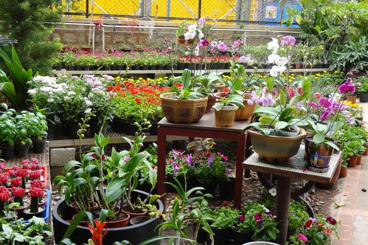 Flower,Plant,Flowerpot,Garden,Houseplant,Greenhouse,Botany,Spring,Flowering plant,Botanical garden