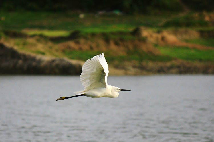 Bird,Vertebrate,Beak,Egret,Little egret,Great egret,Heron,Wing,Wildlife,Pelecaniformes