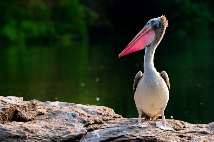 Vertebrate,Bird,Pelican,Beak,Brown Pelican,Seabird,White Pelican,Wildlife,Pelecaniformes,Organism