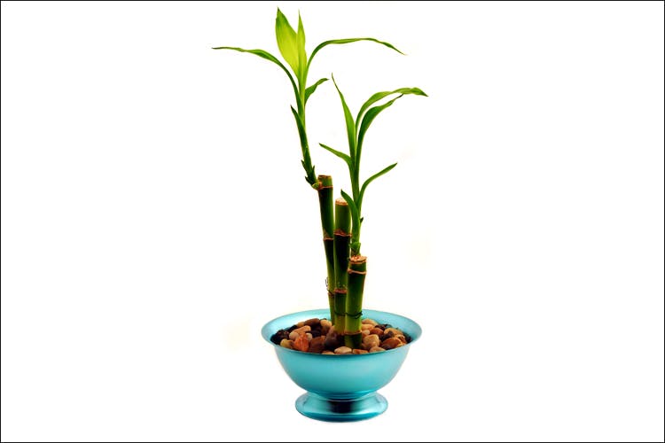 Flower,Flowerpot,Plant,Houseplant,Plant stem,Terrestrial plant,Leaf,Flowering plant,Tree,Dendrobium