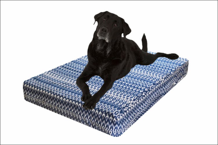 Dog,Canidae,Dog breed,Great dane,Labrador retriever,Dog bed,Sporting Group,Guard dog,Furniture,Carnivore