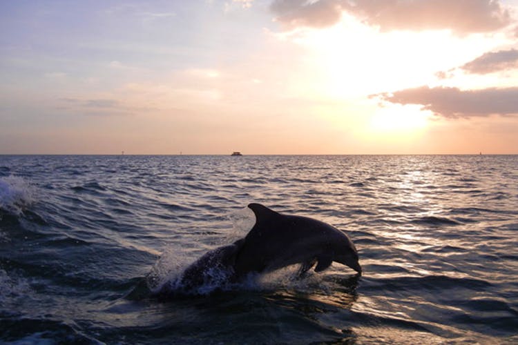 Dolphin,Sky,Sea,Ocean,Water,Bottlenose dolphin,Common bottlenose dolphin,Horizon,Short-beaked common dolphin,Marine mammal