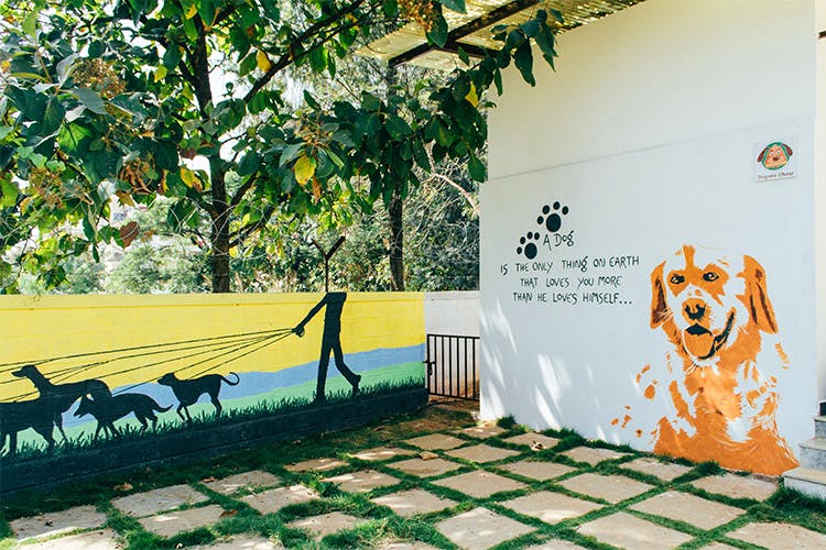Love Dogs? Go Visit TherPup Dog Cafe In Whitefield LBB, Bangalore