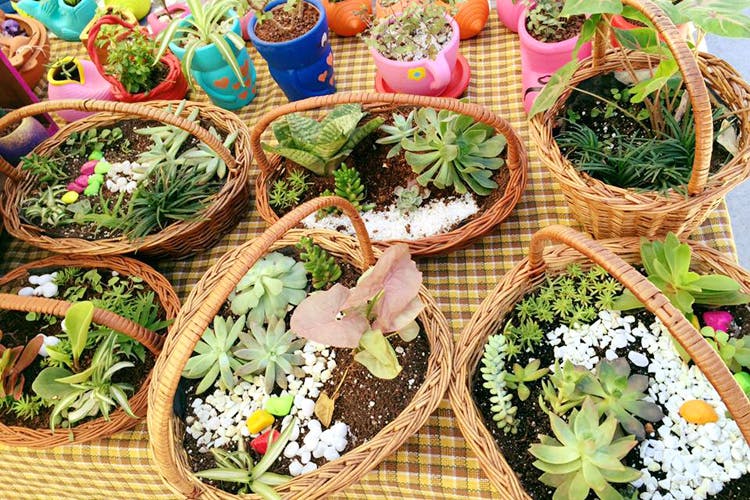 Flower,Plant,Flowerpot,Succulent plant,Nepenthes,Herb,Violet family,Perennial plant,Cactus,Houseplant