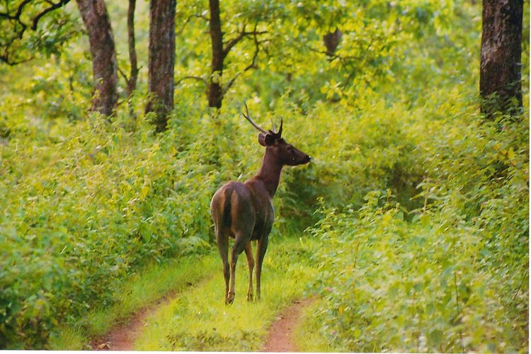 Wildlife,Mammal,Deer,Nature reserve,Woodland,Tree,Roe deer,Biome,Chamois,Terrestrial animal