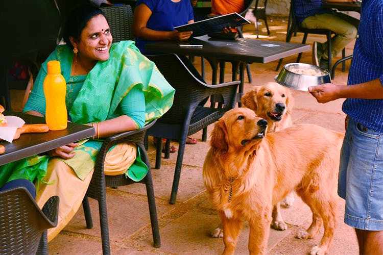 should dogs be allowed in cafes