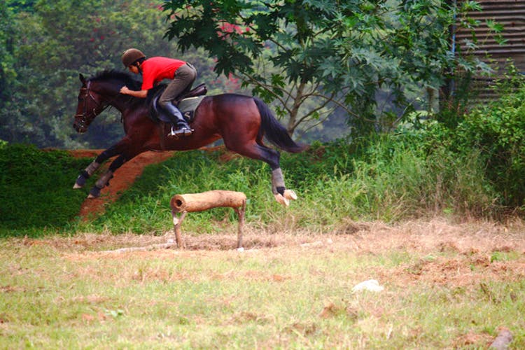 Horse,Bridle,Mammal,Rein,Equestrianism,Endurance riding,Saddle,Halter,Trail riding,Horse supplies