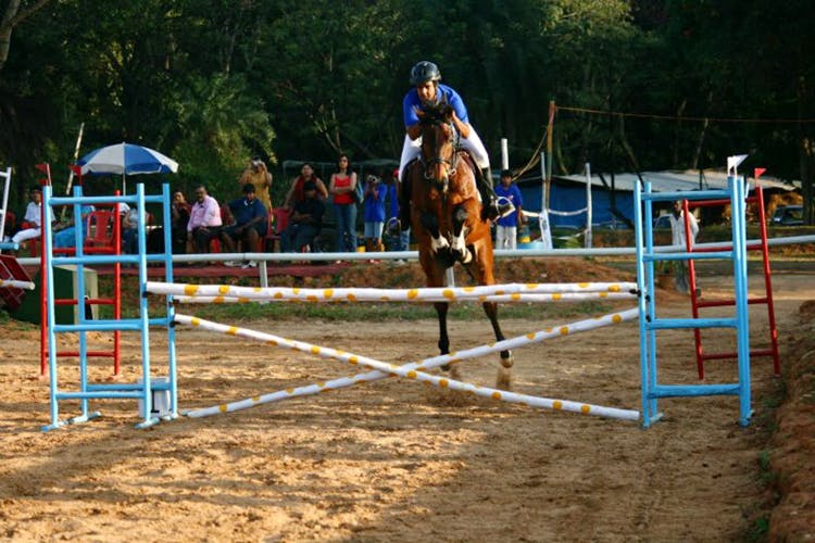 Horse,Sports,Halter,Bridle,Show jumping,Rein,Equitation,Mammal,Animal sports,Hurdle