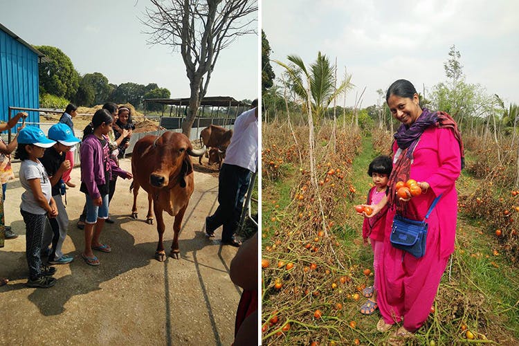 People,Community,Bovine,Adaptation,Rural area,Working animal,Organism,Child,Farm,Tree