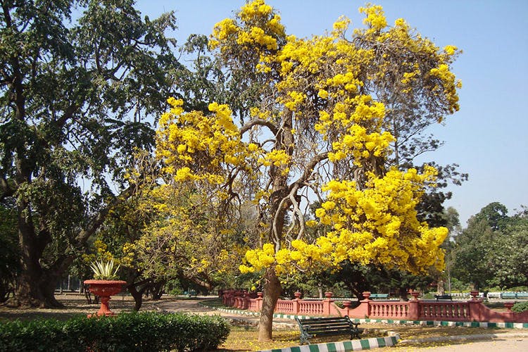 Tree,Yellow,Woody plant,Plant,Flower,Autumn,Botany,Leaf,Sky,Spring