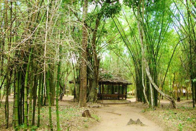 Nature reserve,Tree,Nature,Natural environment,Forest,Vegetation,Woodland,Natural landscape,Jungle,Bamboo