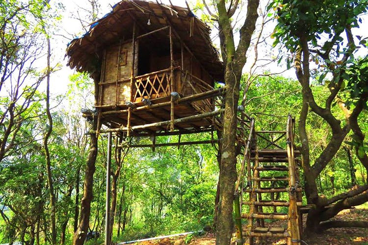 Jungle,Tree house,Tree,Rainforest,Building,Forest,House,Plant