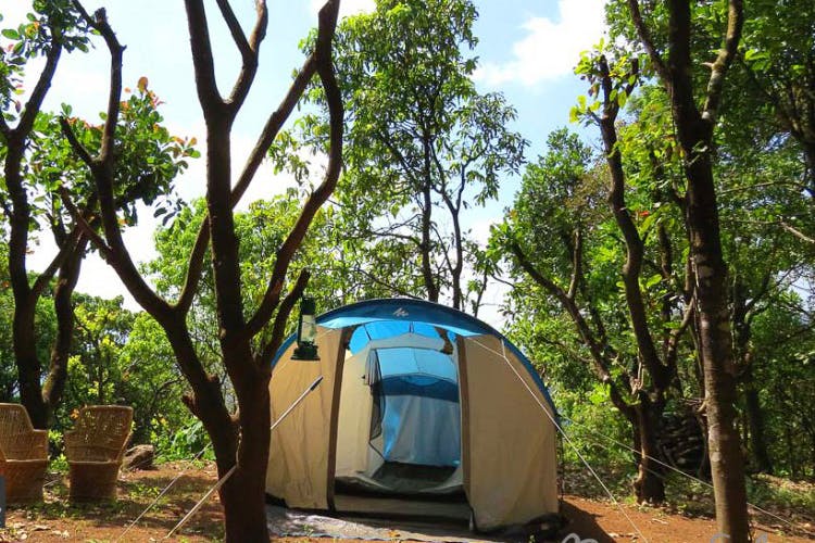 Tent,Tree,Natural environment,Camping,Nature reserve,Plant community,Biome,Woody plant,State park,Recreation