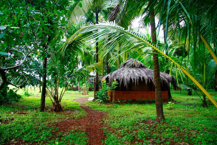 Tree,Vegetation,Jungle,Natural environment,Hut,Botany,Palm tree,Forest,Arecales,Plant