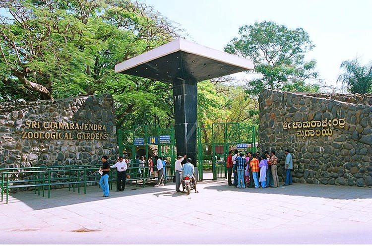 Head To Mysore Zoo For A Weekend Getaway | LBB, Bangalore