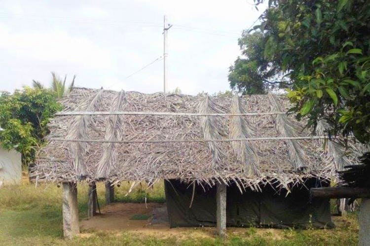 Hut,Thatching,Rural area,Tree,Shack,Roof,Plant,Hay,Village
