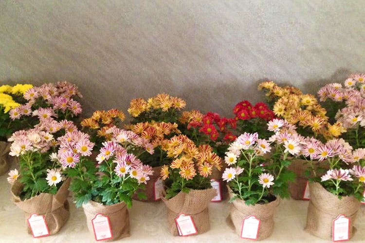 Flower,Flowering plant,Flowerpot,Plant,Floristry,Cut flowers,Houseplant,Floral design,Bouquet,Flower Arranging