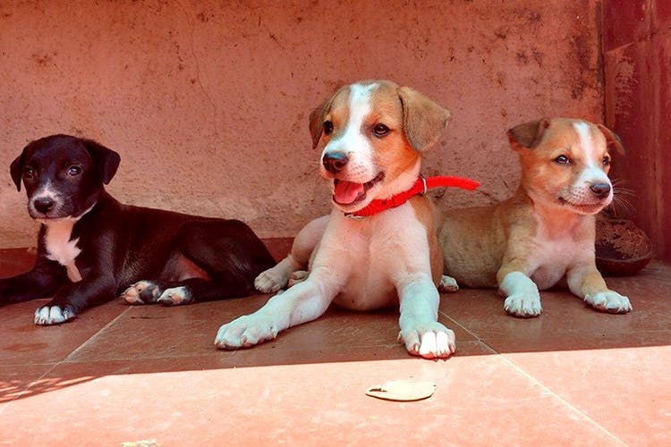 Adopt Puppies & Dogs: Let's Live Together | LBB, Bangalore