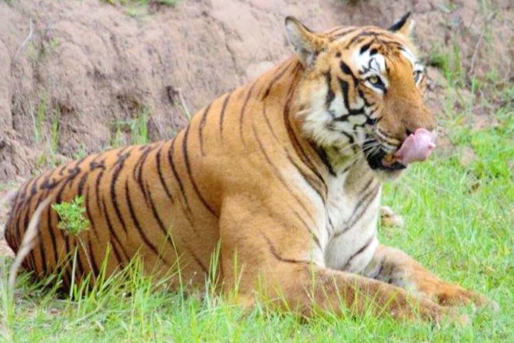 Tiger,Terrestrial animal,Wildlife,Mammal,Vertebrate,Bengal tiger,Siberian tiger,Felidae,Whiskers,Carnivore