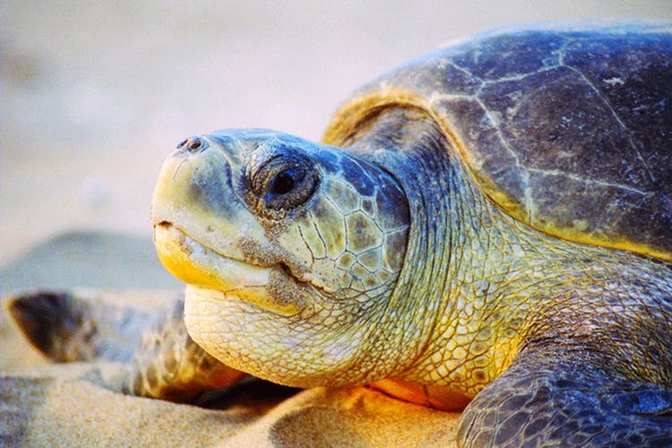 Sea turtle,Vertebrate,Tortoise,Olive ridley sea turtle,Turtle,Green sea turtle,Reptile,Kemp's ridley sea turtle,Loggerhead sea turtle,Pond turtle