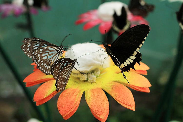 Butterfly,Cynthia (subgenus),Insect,Moths and butterflies,Invertebrate,Pollinator,Flower,Plant,Botany,Pollen