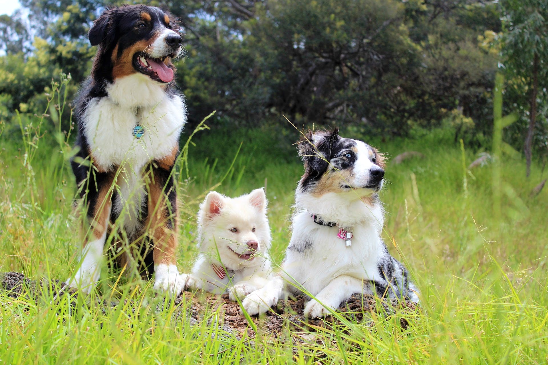 Dog,Mammal,Vertebrate,Canidae,Dog breed,Carnivore,Australian shepherd,Companion dog,Border collie,Working dog