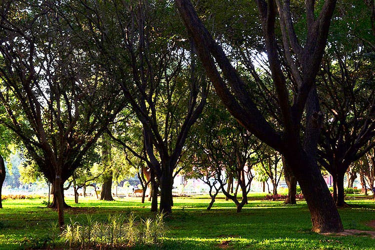 Tree,Nature,Green,Natural landscape,Grass,Woody plant,Natural environment,Sunlight,Sky,Branch