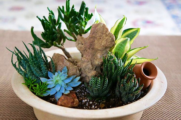 31+ Small Indoor Plants Bangalore